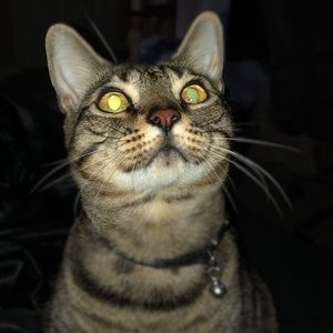 Meet your Posher, Sailor